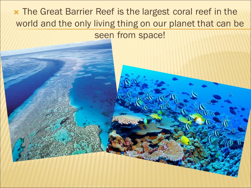The Great Barrier Reef is the largest coral reef in the world and the